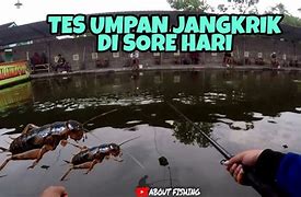 Umpan Jangkrik Untuk Ikan Apa Saja